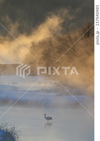 静寂の中のタンチョウ 蒸気霧が漂う冬の朝 137040985