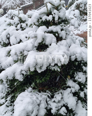It's a pine tree covered in snow. 137041023