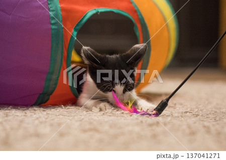 Black and white kitten sitting in colorful tunnel tube and playing feather wand at home 137041271