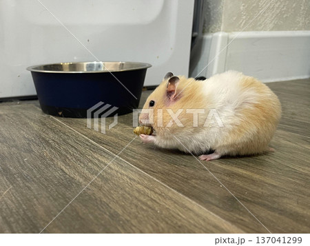 a small hamster eating food near a bowl 137041299