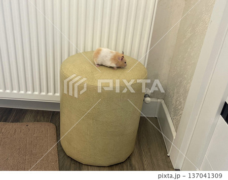 a small hamster  is sitting on a stool 137041309