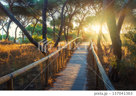 Wooden eco-way (boardwalk) through Spanish forest on a summer evening. The low sun illuminates the path with warm, golden light. Scenery nature landscape with bright sun in the evening 137041363