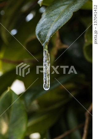 雪椿の葉から垂れ下がり凍り付いた氷柱、放射冷却の朝の光景 137041412