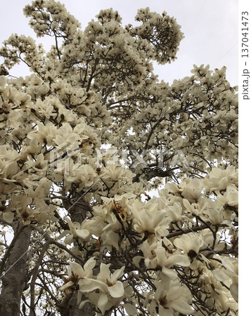 ***Magnolia*** ~・白木蓮・~ ***Magnolia*** ~・白木蓮・~ 137041473