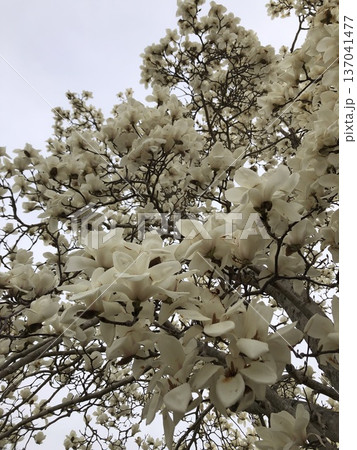 ***Magnolia***　　　～・白木蓮・～　　　 137041477