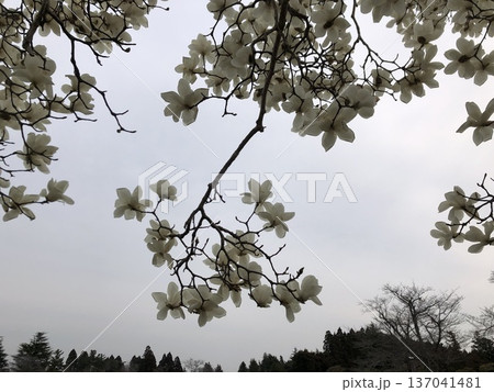 ***Magnolia*** ~・白木蓮・~ ***Magnolia*** ~・白木蓮・~ 137041481