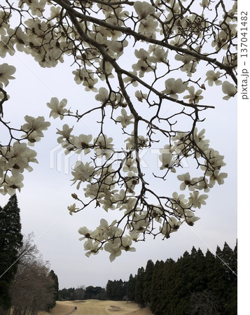 ***Magnolia*** ~・白木蓮・~ ***Magnolia*** ~・白木蓮・~ 137041482