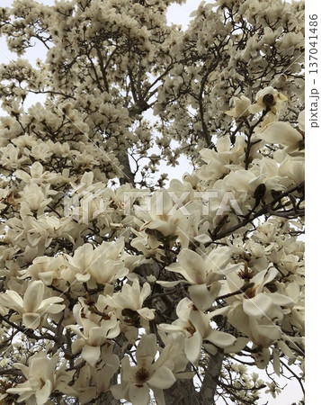 ***Magnolia***　　　～・白木蓮・～　　　 137041486