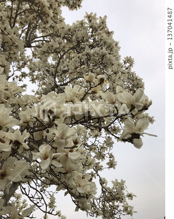 ***Magnolia***　　　～・白木蓮・～　　　 137041487