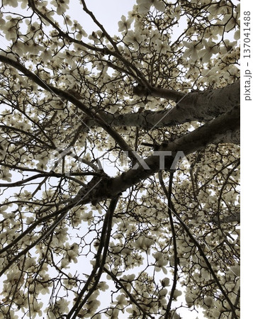 ***Magnolia***　　　～・白木蓮・～　　　 137041488