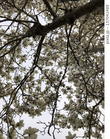 ***Magnolia*** ~・白木蓮・~ ***Magnolia*** ~・白木蓮・~ 137041489