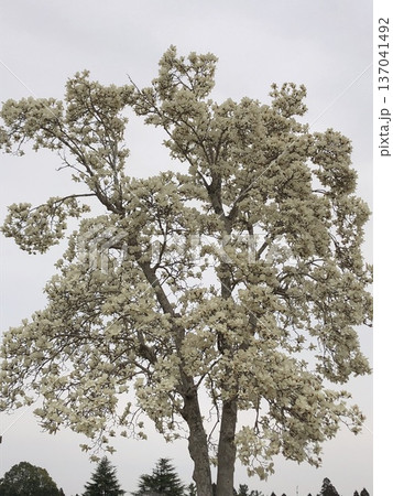 ***Magnolia*** ~・白木蓮・~ ***Magnolia*** ~・白木蓮・~ 137041492