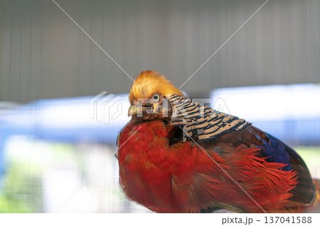 Detailed portrait of a male golden pheasant showcasing its vibrant red breast, golden crest, and patterned neck ruff. This exotic bird is captured in a close up profile with soft background. Detailed portrait of a male golden pheasant showcasing its vibrant red breast, golden crest, and patterned neck ruff. This exotic bird is captured in a close up profile with soft background. 137041588