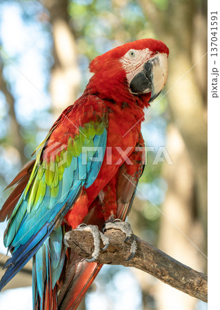 Stunning red and green macaw parrot perched on a textured tree branch. Detailed close-up portrait of a tropical exotic bird with vibrant plumage and sharp beak against a soft blurred background. Stunning red and green macaw parrot perched on a textured tree branch. Detailed close-up portrait of a tropical exotic bird with vibrant plumage and sharp beak against a soft blurred background. 137041591