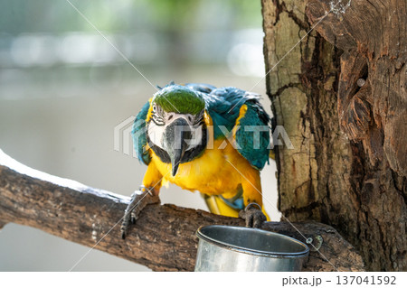 Close-up of a vibrant blue and yellow macaw perched on a tree branch. The exotic parrot looks forward with detailed feathers and a large beak. Natural sunlight and soft blurred background. 137041592