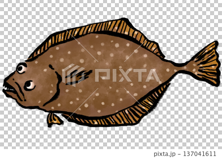 Fresh flounder Japanese style illustration Fresh flounder Japanese style illustration 137041611