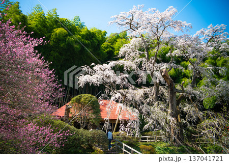 雪村桜 福島県郡山市 雪村桜 福島県郡山市 137041721