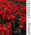 赤いチューリップ　　　　　　・・・⚘・red tulips・⚘・・・ 137041767