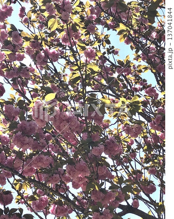 八重桜　⁺＋＊Double=cherry=blossom＊＋⁺ 137041844