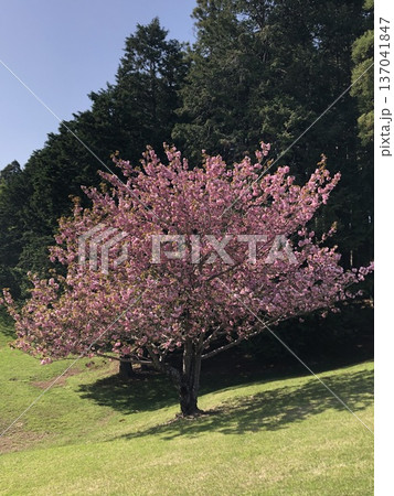 八重桜　⁺＋＊Double=cherry=blossom＊＋⁺ 137041847