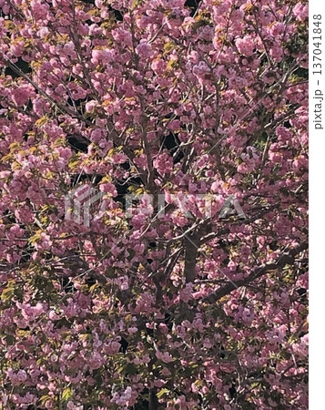 八重桜　⁺＋＊Double=cherry=blossom＊＋⁺ 137041848