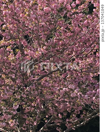 八重桜 ⁺+*Double=cherry=blossom*+⁺ 八重桜 ⁺+*Double=cherry=blossom*+⁺ 137041849