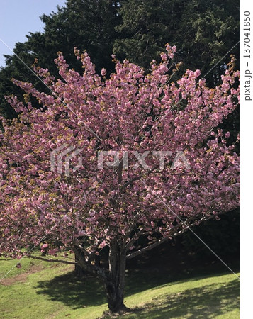 八重桜 ⁺+*Double=cherry=blossom*+⁺ 八重桜 ⁺+*Double=cherry=blossom*+⁺ 137041850