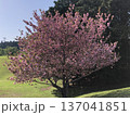 八重桜　⁺＋＊Double=cherry=blossom＊＋⁺ 137041851