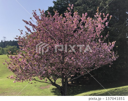 八重桜　⁺＋＊Double=cherry=blossom＊＋⁺ 137041851
