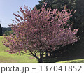 八重桜　⁺＋＊Double=cherry=blossom＊＋⁺ 137041852