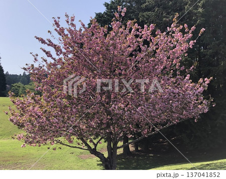 八重桜 ⁺+*Double=cherry=blossom*+⁺ 八重桜 ⁺+*Double=cherry=blossom*+⁺ 137041852