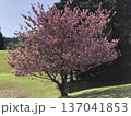 八重桜　⁺＋＊Double=cherry=blossom＊＋⁺ 137041853