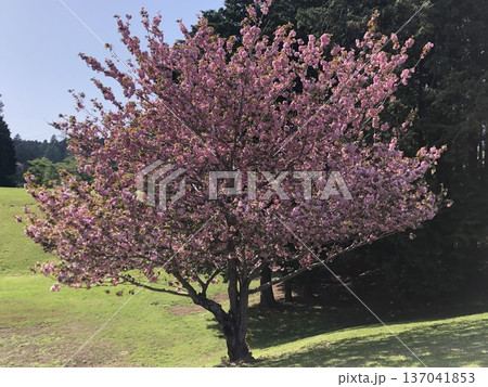 八重桜 ⁺+*Double=cherry=blossom*+⁺ 八重桜 ⁺+*Double=cherry=blossom*+⁺ 137041853