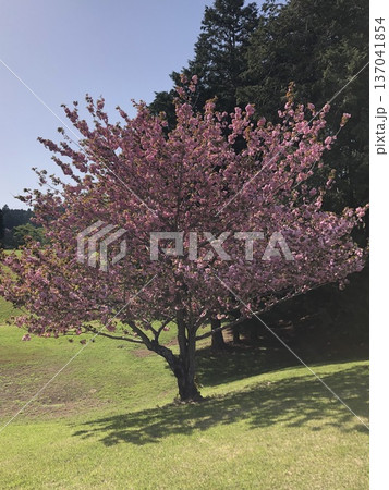 八重桜　⁺＋＊Double=cherry=blossom＊＋⁺ 137041854