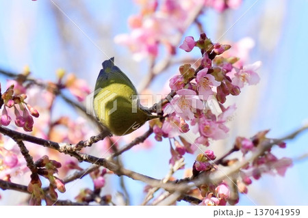 満開の河津桜にとまる愛らしいメジロ 蜜を吸う 満開の河津桜にとまる愛らしいメジロ 蜜を吸う 137041959
