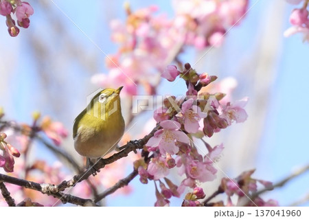河津桜にとまる美しいメジロ 　見上げる 137041960