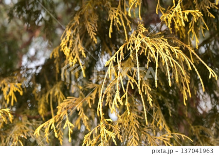 サワラ（ヒノキ科）黄金色の葉 137041963