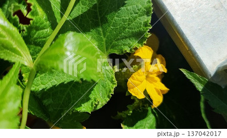 Yellow cucumber flower blooming among green leaves in a balcony container garden. Vegetable plant growing in urban home conditions, summer edible gardening concept. 137042017