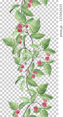 A seamless vertical border with raspberry branches. Isolated watercolor illustration for herbal tea packaging branding, restaurant menus, kitchenware designs, and postcards. A seamless vertical border with raspberry branches. Isolated watercolor illustration for herbal tea packaging branding, restaurant menus, kitchenware designs, and postcards. 137042035