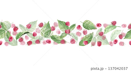 A seamless border with a scattering of raspberries and leaves. Isolated watercolor illustration for herbal tea packaging branding, restaurant menus, kitchenware designs, and postcards. A seamless border with a scattering of raspberries and leaves. Isolated watercolor illustration for herbal tea packaging branding, restaurant menus, kitchenware designs, and postcards. 137042037