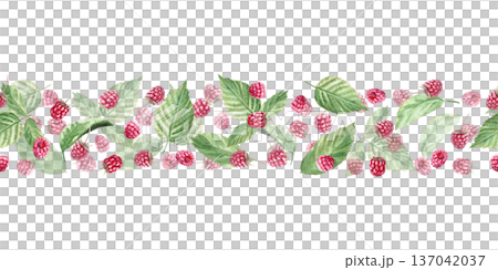 A seamless border with a scattering of raspberries and leaves. Isolated watercolor illustration for herbal tea packaging branding, restaurant menus, kitchenware designs, and postcards. A seamless border with a scattering of raspberries and leaves. Isolated watercolor illustration for herbal tea packaging branding, restaurant menus, kitchenware designs, and postcards. 137042037
