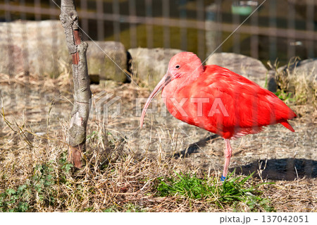 ショウジョウトキ（猩猩朱鷺） 137042051