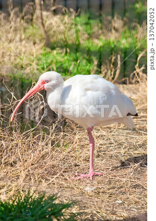 シロトキ 137042052