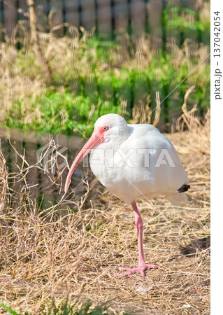 シロトキ 137042054