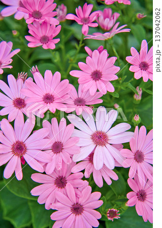 ピンク色のサイネリア 137042062