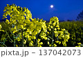 春の月夜の菜の花畑 137042073