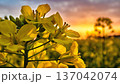 春の夕方の菜の花畑 137042074