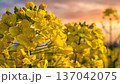 春の夕方の菜の花畑 137042075