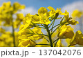 春の菜の花畑 137042076