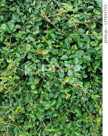Close-up of Asian Jasmine leaves. Close-up of Asian Jasmine leaves. 137042153